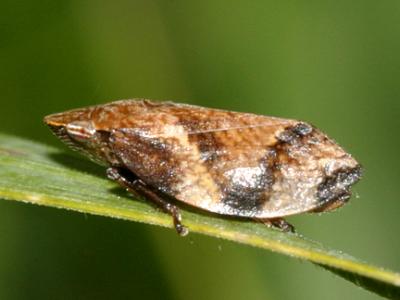 Diamondback Spittle Bug - Lepyronia quadrangularis