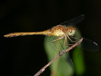 Autumn Meadowhawk - Sympetrum vicinum (imm. male)