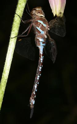 Lance-tipped Darner - Aeshna constricta