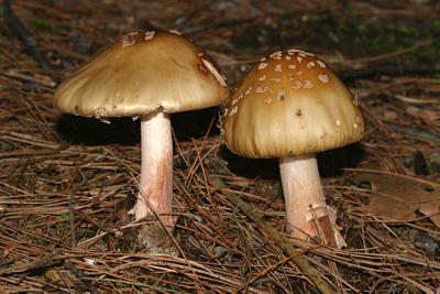 Amanita rubescens