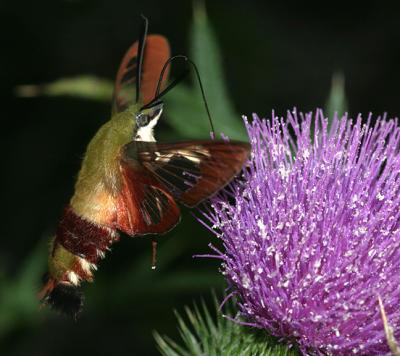 7853 -- Hummingbird Clearwing Moth -- Hemaris thysbe