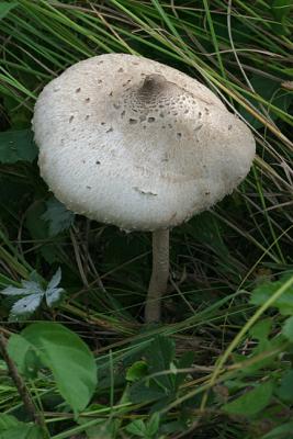 Macrolepiota procera