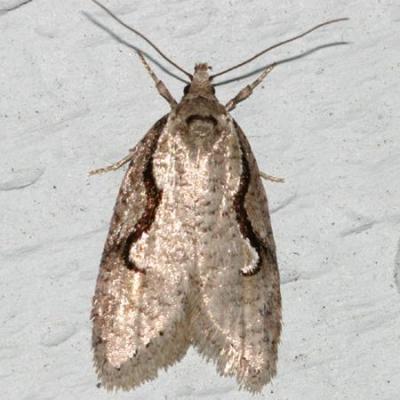 0912 -- Semioscopis Moth -- Semioscopis packardella