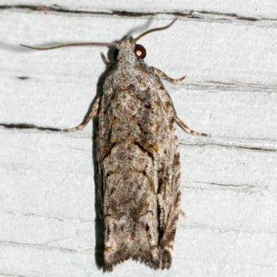 3259 -- Arrowhead Moth -- Gretchena deludana