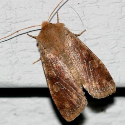 10487 -- Ruby Quaker Moth -- Orthosia rubescens