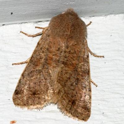  10495 - Speckled Green Fruitworm Moth - Orthosia hibisci