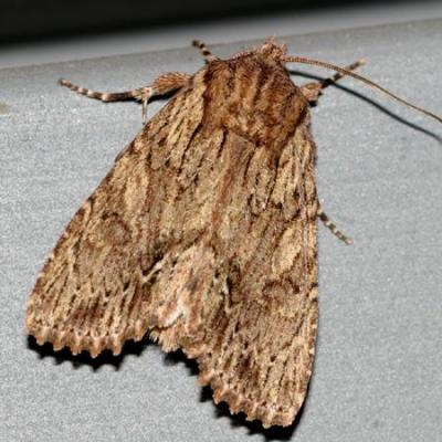 10521 -- Confused Woodgrain Moth -- Morrisonia confusa