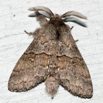 7933 - Four-spotted Gluphisia Moth - Gluphisia avimacula