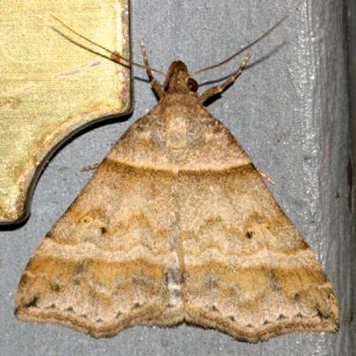 8338 -- Dark-banded Owlet Moth -- Phalaenophana pyramusalis