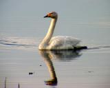 Whooper Swan - Cygnus cygnus
