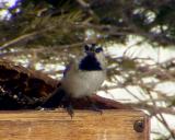 Mountain Chickadee - Poecile gambeli