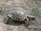 Berlandiers Tortoise - Gopherus berlandieri