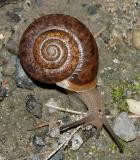 Whitelip Snail  - Neohelix albolabris