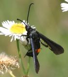 2583 -- Peachtree Borer Moth -- Synanthedon exitiosa (female)