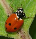 Variegated Lady Beetle - Hippodamia variegata