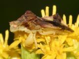 Phymata pennsylvanica