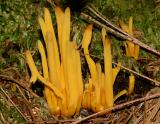 Clavulinopsis fusiformeis (Golden Spindle)