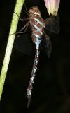 Lance-tipped Darner - Aeshna constricta