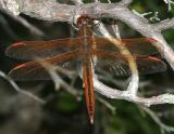 Golden-winged Skimmer - Libellula auripennis