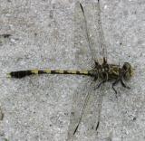 Common Sanddragon - Progomphus obscurus