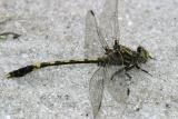 Common Sanddragon - Progomphus obscurus