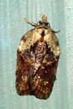 3527 -- Schallers Acleris Moth -- Acleris schallereana