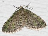  7635 -- Olive-and-Black Carpet Moth -- Acasis viridata