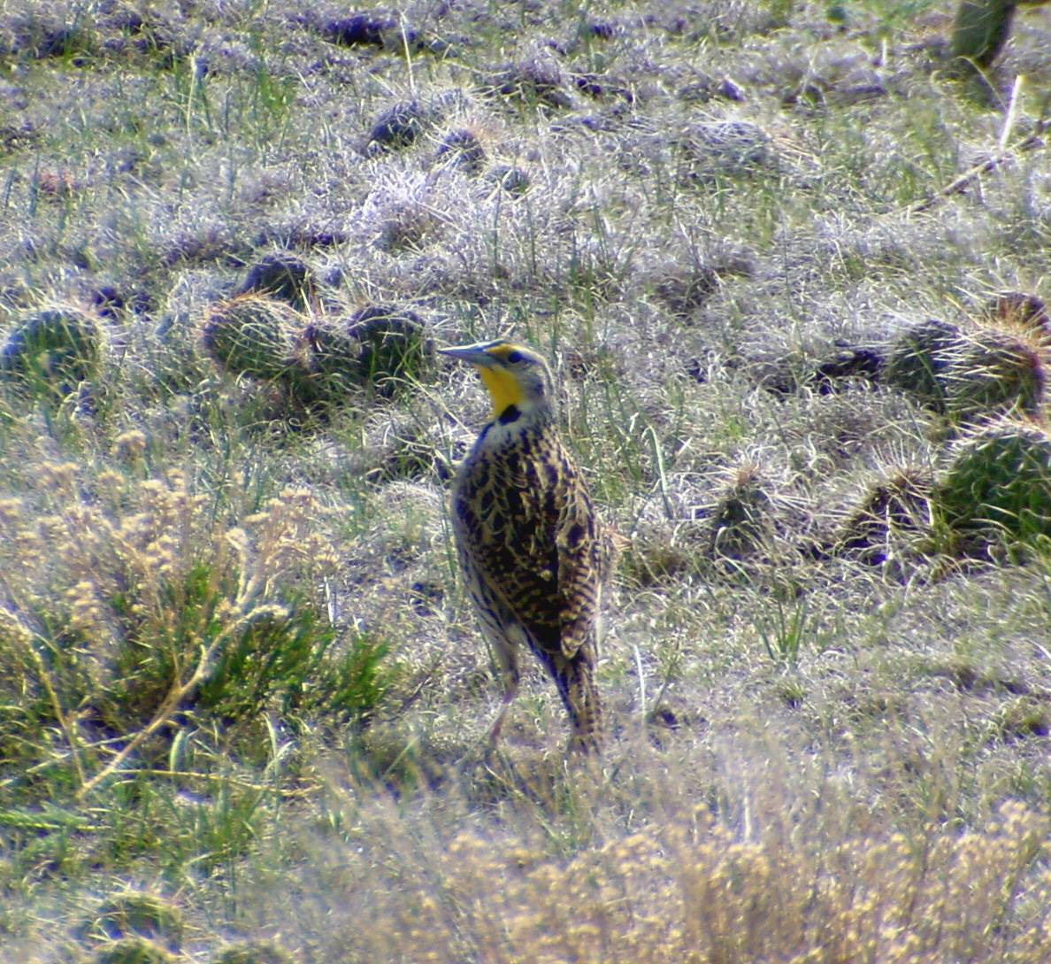 Western Meadowlark - Sturnella neglecta