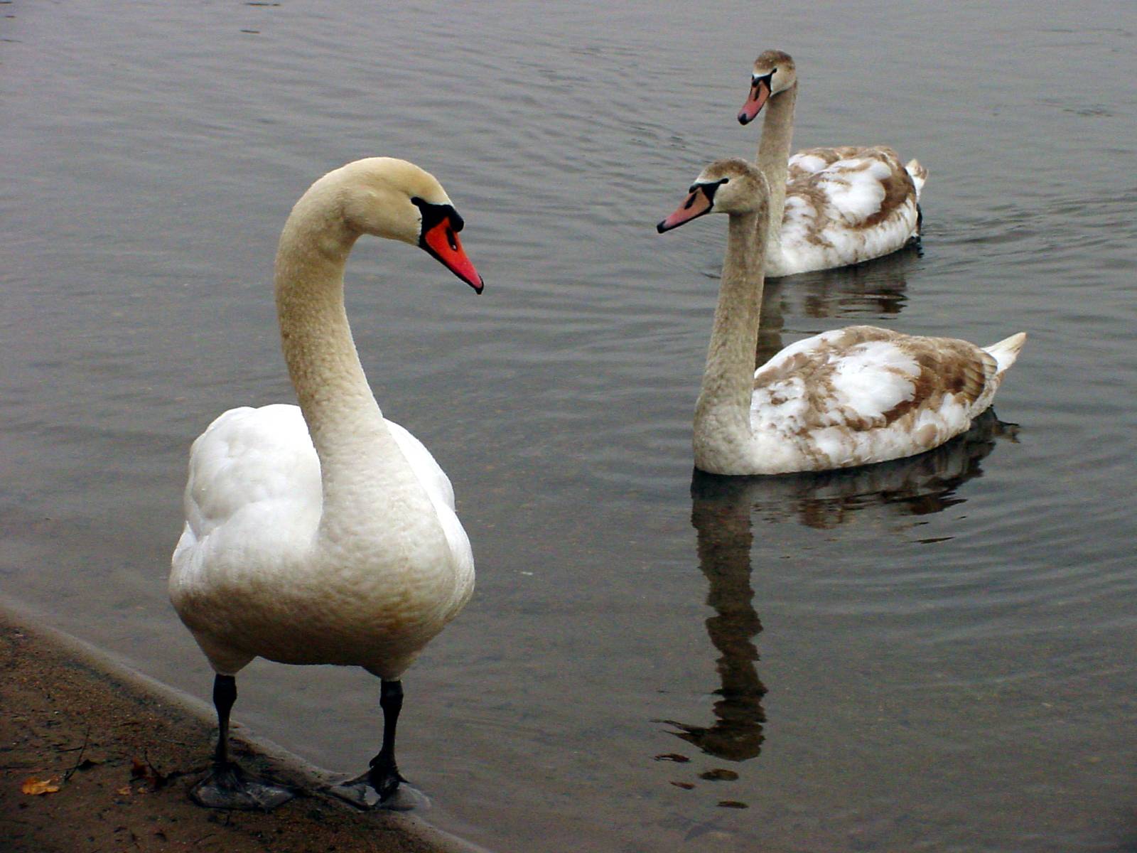 Mute Swan & cygnets - Cygnus olor