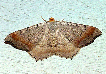 6340 -- Minor Angle Moth -- Macaria minorata