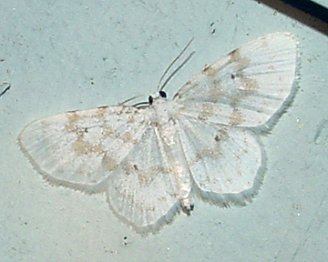 7423 - Fragile White Carpet Moth - Hydrelia albifera