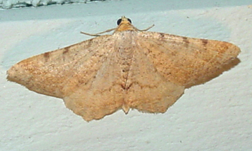 6341-Bicolored Angle Moth -- Macaria bicolorata