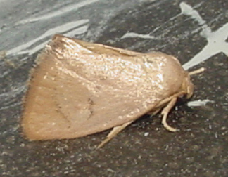 4653 -- Red-crossed Button Slug Moth -- Tortricidia pallida