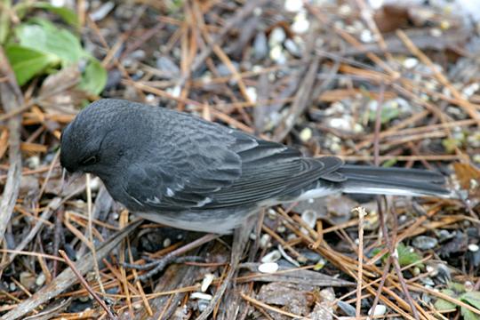 Dark-eyed Junco - Junco hyemalis (with faint wing bars)