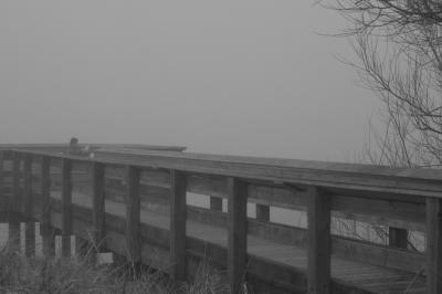 A Foggy Winter Day