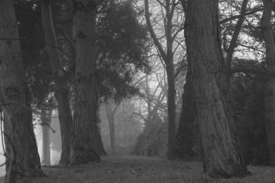 A Foggy Winter Day