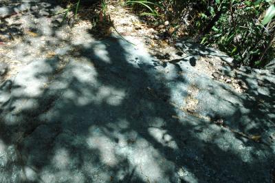 green serpentine in dappled light