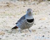 Red-shafted Flicker