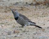 Red-shafted Flicker