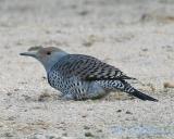 Red-shafted Flicker