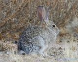 Rabbit2.jpg