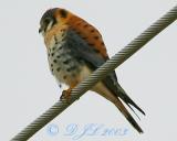 American Kestrel
