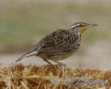 Western Meadowlark