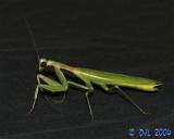 Praying Mantis