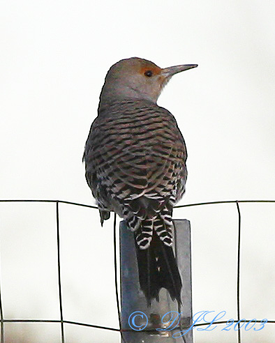 Red-shafted Flicker