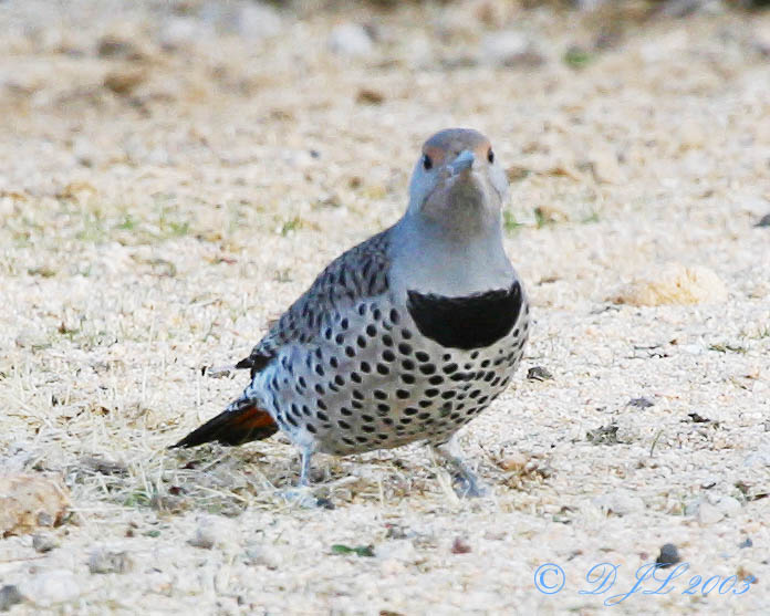 Red-shafted Flicker