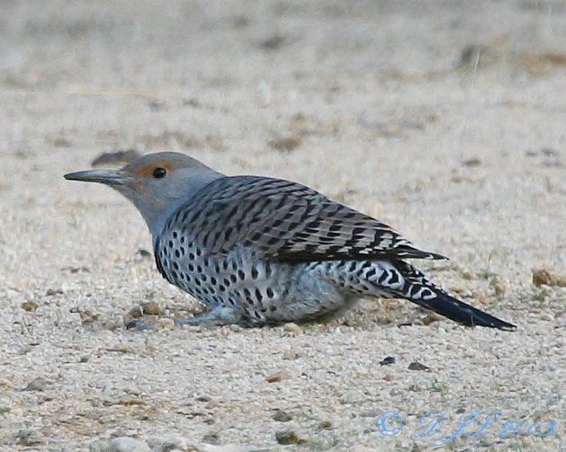 Red-shafted Flicker