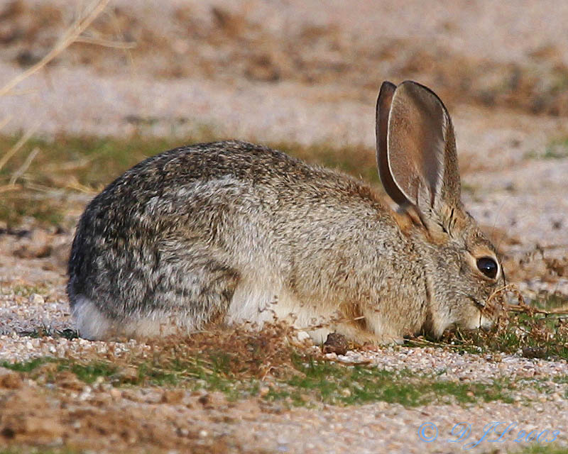 Rabbit1.jpg