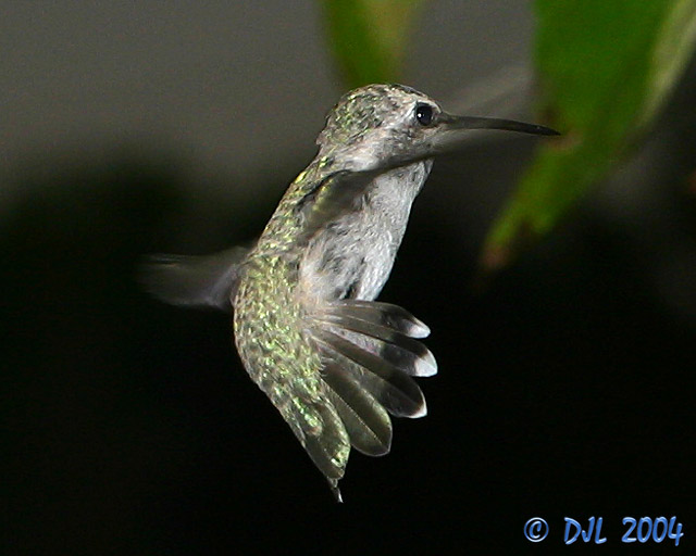 Hummingbird