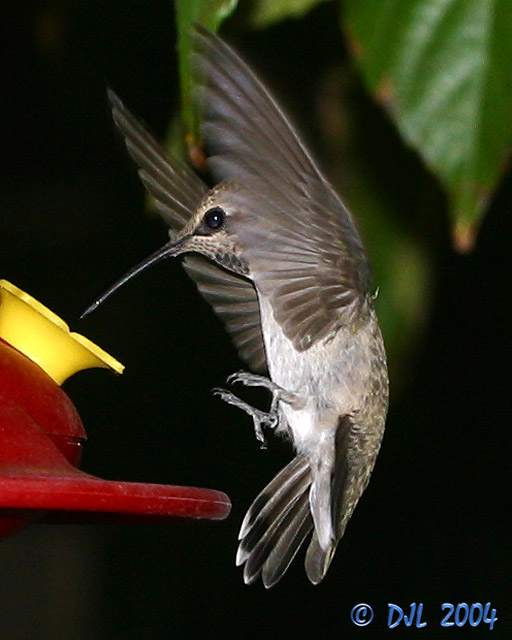 Hummingbird